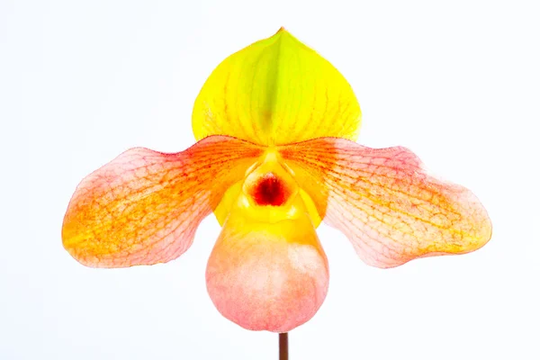 Paph hangianum xpaph입니다. malipoense — 스톡 사진