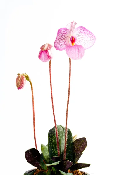 Paph. Magic Lantern — Stock Photo, Image