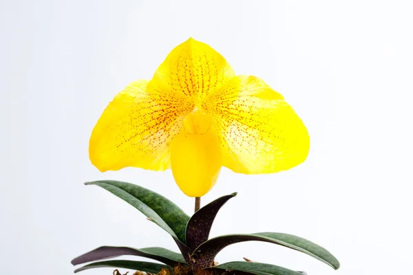 Paph Kiryu (Armeniacum X leucochilum) — Stockfoto