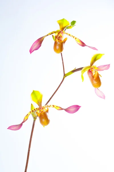 Paphiopedilum lowii — Stock Photo, Image