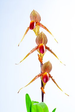 PAPH. rothschildianum kültürel gereksinimleri