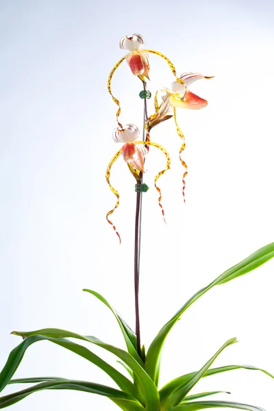 Paphiopedilum stonei. — Stock Photo, Image