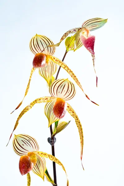 Paphiopedilum-Isabel — Stockfoto