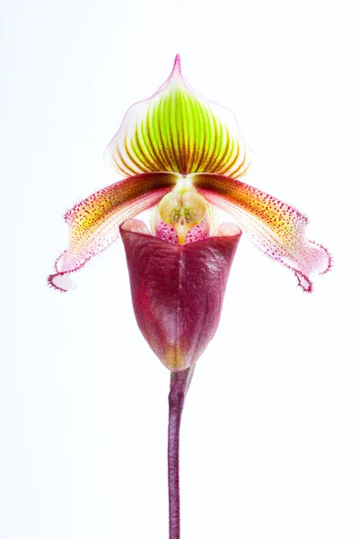 Paphiopedilum superbiens (Rchb. f) .) — Fotografia de Stock