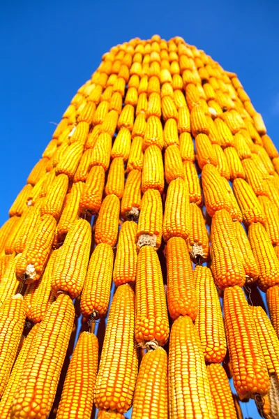 Corn Event — Stock Photo, Image
