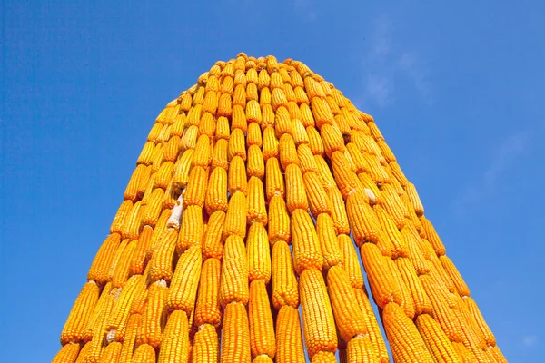 Corn Event — Stock Photo, Image