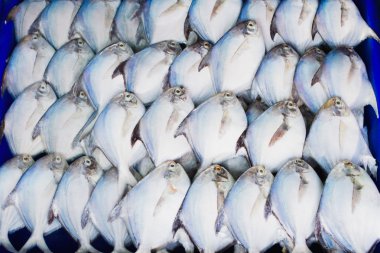 palamut