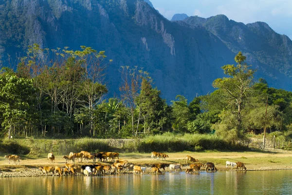 Vang Vieng
