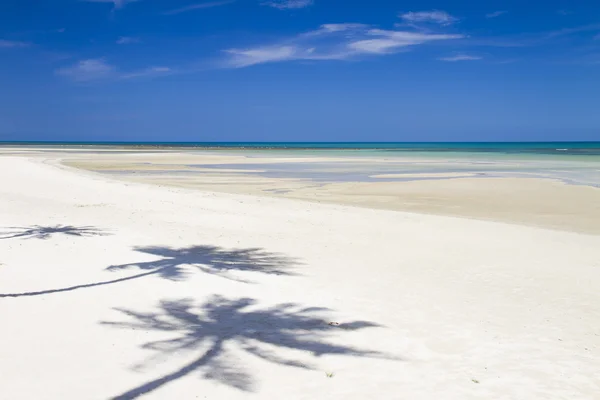 Beach with coconut — Stock Photo, Image