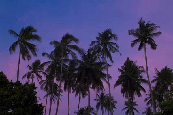 Coconut beach — Stock Photo, Image