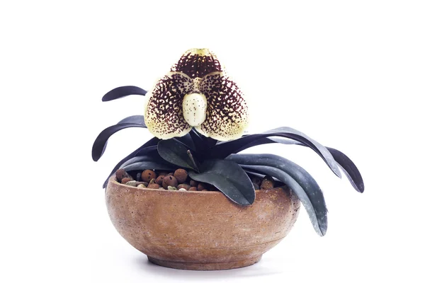 Paphiopedilum orkide çiçek. — Stok fotoğraf