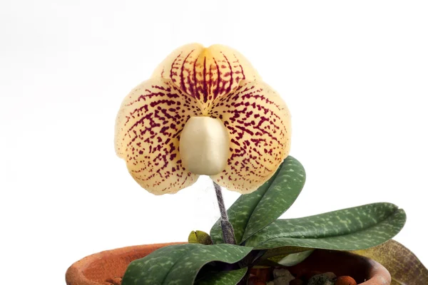 Paphiopedilum orquídeas flor . — Fotografia de Stock