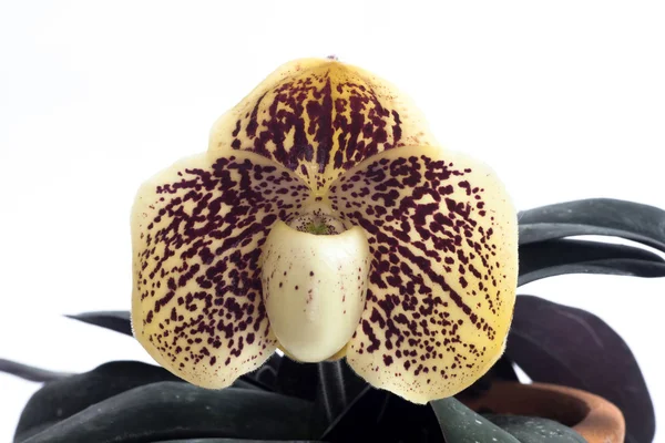 Цветок орхидей Paphiopedilum . — стоковое фото