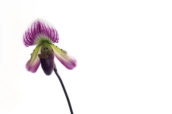 Květ orchideje Paphiopedilum. — Stock fotografie