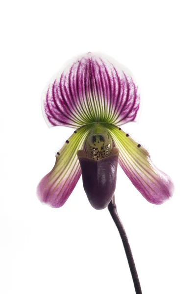 Цветок орхидей Paphiopedilum . — стоковое фото