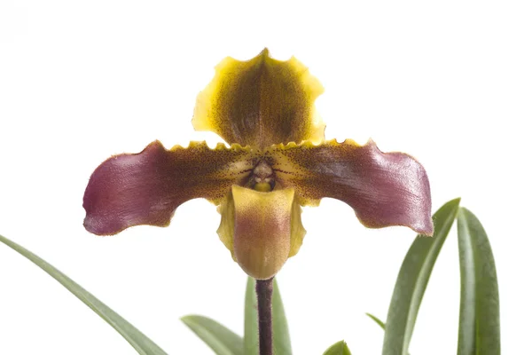 Paphiopedilum orquídeas flor . — Fotografia de Stock