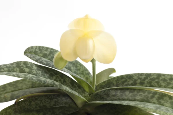 Paphiopedilum orchids flower. — Stock Photo, Image