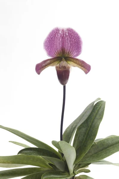 Flores de orquídeas de paphiopedilum . — Foto de Stock