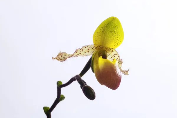 Paphiopedilum orchid . — стоковое фото