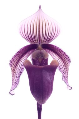 Paphiopedilum orkide çiçek.