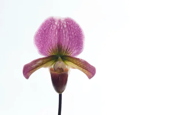 Paphiopedilum orchidea kwiat. — Zdjęcie stockowe