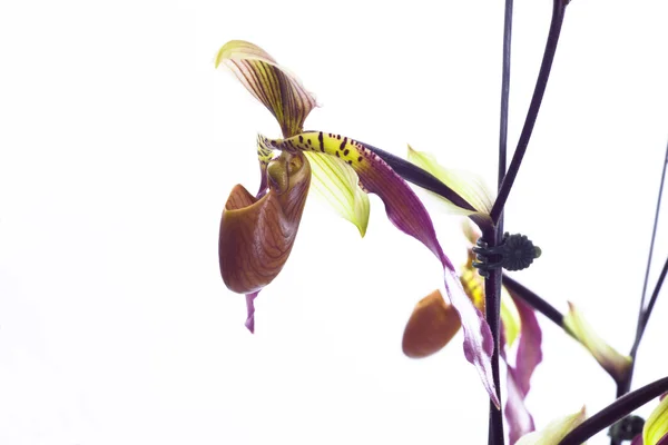 Paphiopedilum Orchideen Blume. — Stockfoto