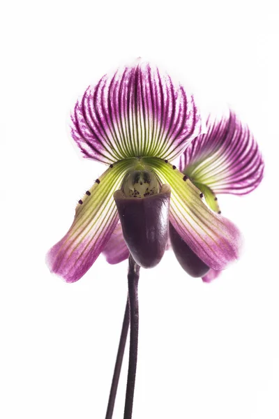 Цветок орхидей Paphiopedilum . — стоковое фото