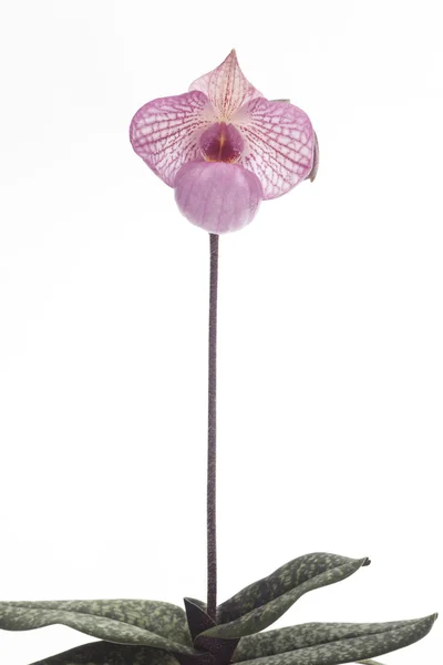 Paphiopedilum Orchideen Blume. — Stockfoto