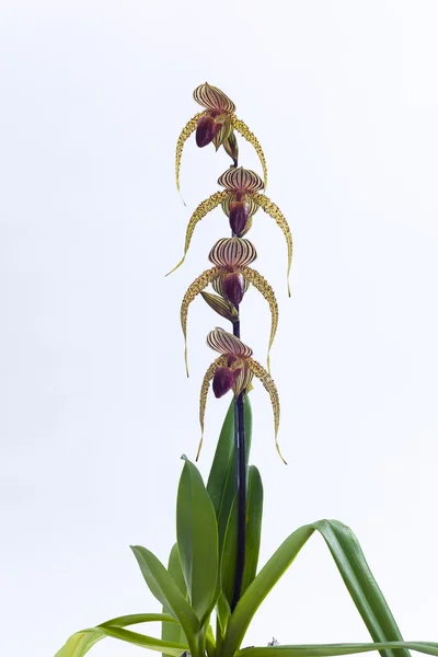 Paphiopedilum orchidea kwiat. — Zdjęcie stockowe