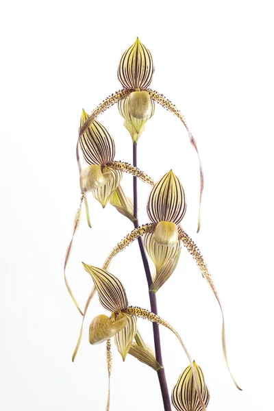 Paphiopedilum orchidea kwiat. — Zdjęcie stockowe