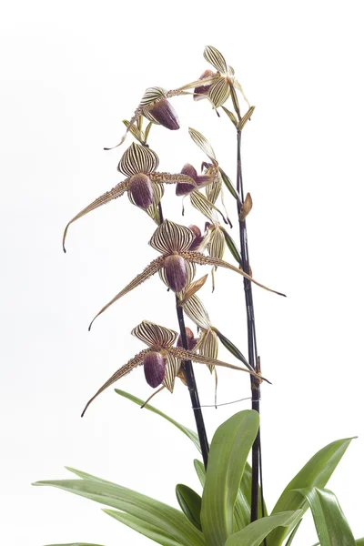 Paphiopedilum Orchideen Blume. — Stockfoto