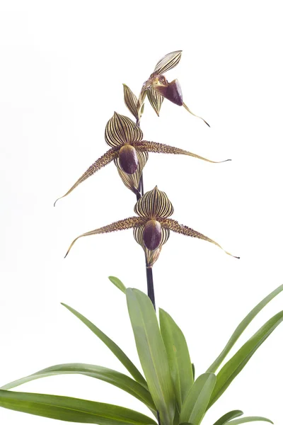 Paphiopedilum Orchideen Blume. — Stockfoto