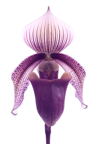 Paphiopedilum Orchideen Blume. — Stockfoto