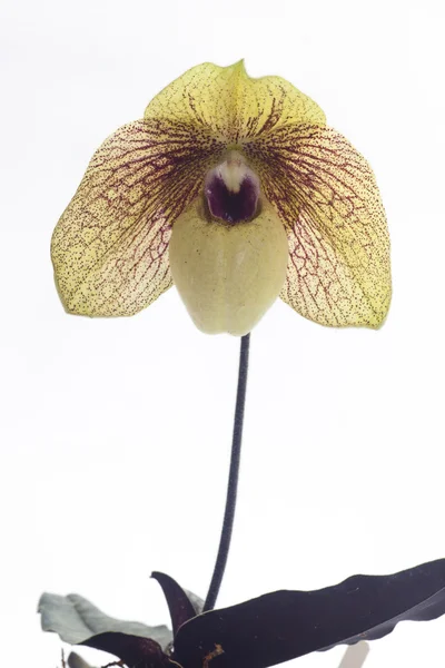 Paphiopedilum orquídeas flor . — Fotografia de Stock