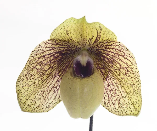Цветок орхидей Paphiopedilum . — стоковое фото