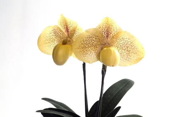 Paphiopedilum orchideák virága. — Stock Fotó