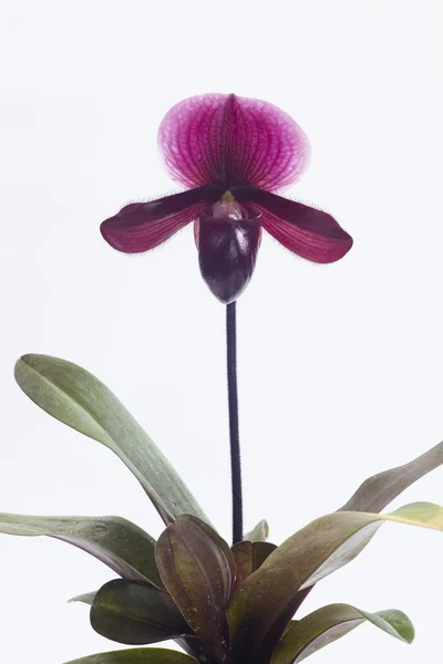 Цветок орхидей Paphiopedilum . — стоковое фото