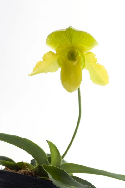 Paphiopedilum orchidées fleur . — Photo