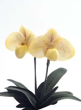 Paphiopedilum orkide çiçek.