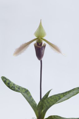 Paphiopedilum orkide çiçek.