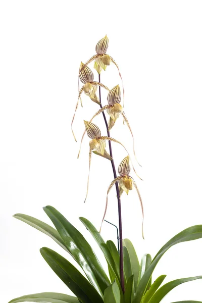 Paphiopedilum orchids flower. — Stock Photo, Image
