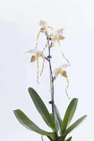 Цветок орхидей Paphiopedilum . — стоковое фото