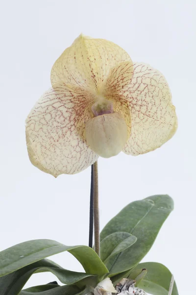 Цветок орхидей Paphiopedilum . — стоковое фото