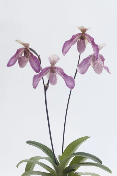 Paphiopedilum orquídeas flor . — Fotografia de Stock