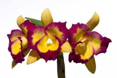 Cattleya orkide çiçek
