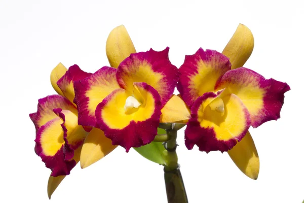 Cattleya orchid flower — Stock Photo, Image