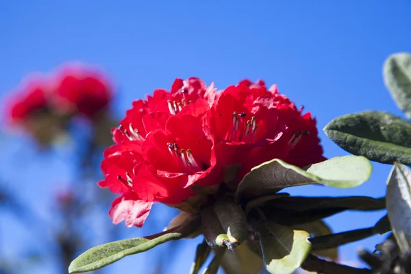 Rhododendron virágok — Stock Fotó