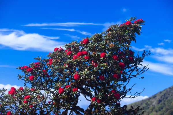 Fleurs de Rhododendron — Photo