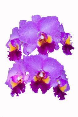 Cattleya orkide pembe.