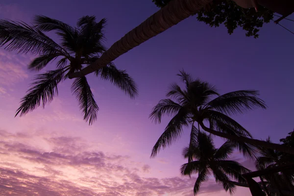 Sky and coconut — Stock Photo, Image